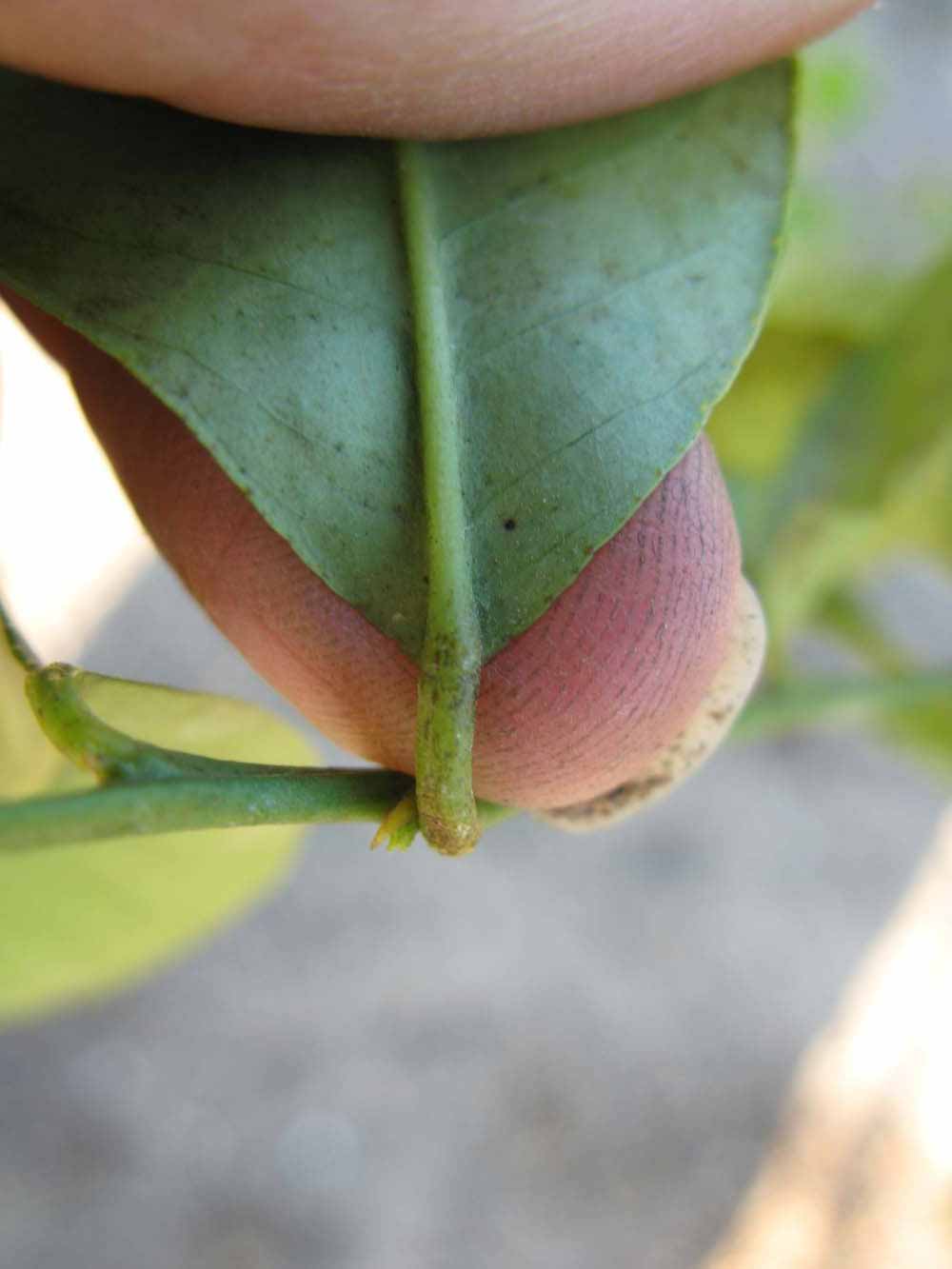              Petiole (Estes, Winter Haven, FL)       